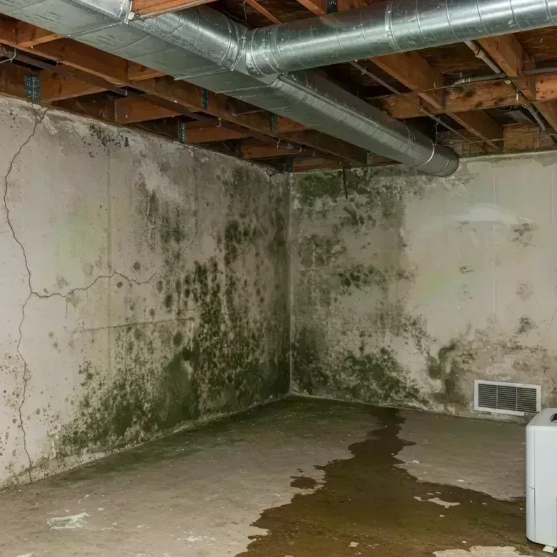 Professional Mold Removal in Leadville North, CO